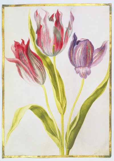 Tulpen, ca. 1675 von Nicolas Robert